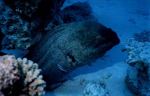 Moray eel